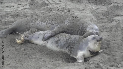Sea elephants mating at the beach in slow motion
