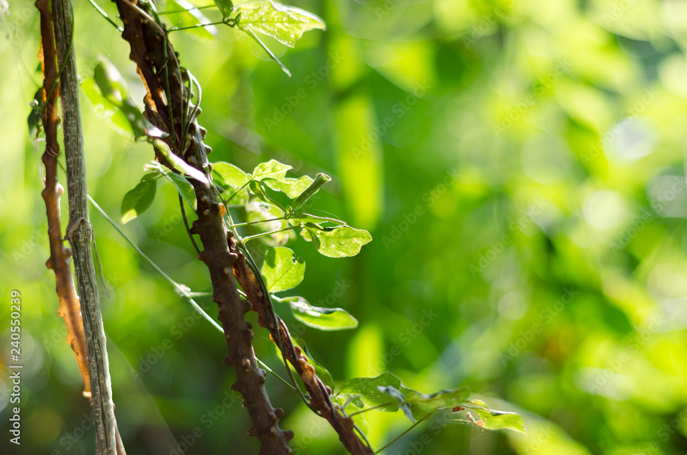 green, bokeh, leaves, background, nature, spring, leaf, landscape, greenery, natural, wallpaper, garden, space, blurred, concept, fresh, ecology, park, tree, sunlight, summer, forest, light, beautiful green, bokeh, leaves, background, nature, spring, leaf, landscape, greenery, natural, wallpaper, garden, space, blurred, concept, fresh, ecology, park, tree, sunlight, summer, forest, light, beautiful