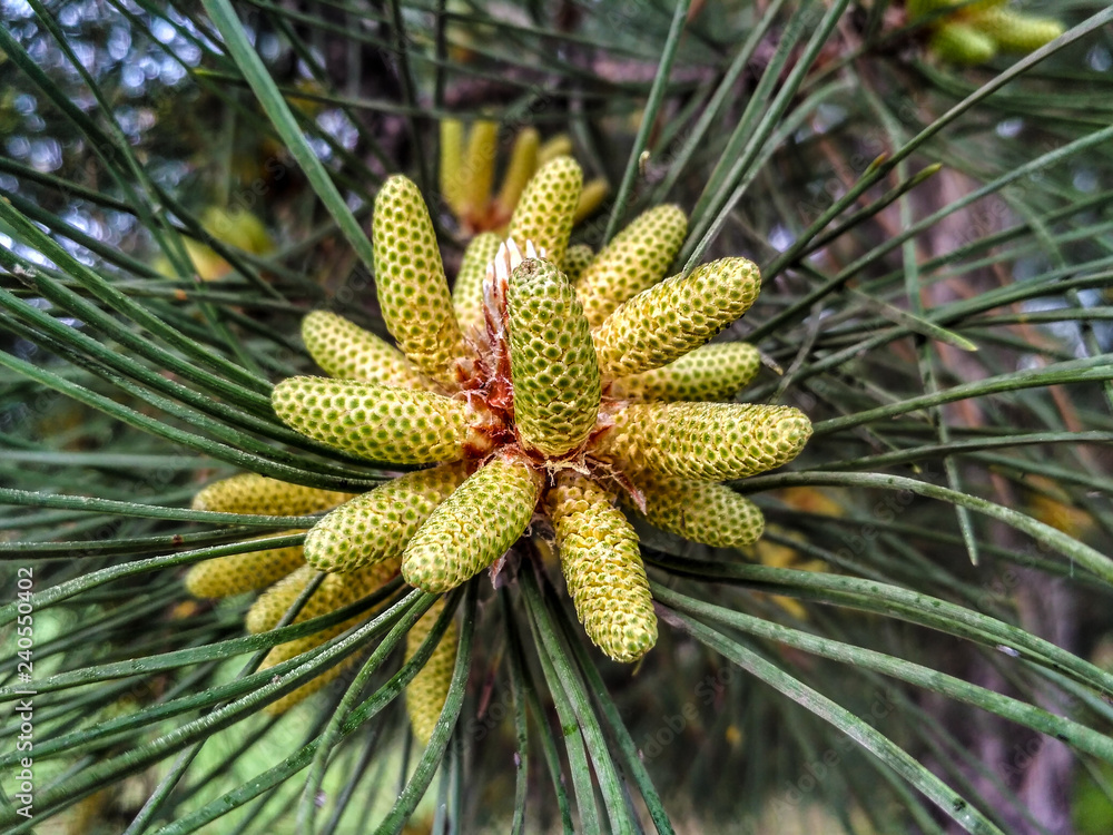 Obraz premium blooming pine young cones