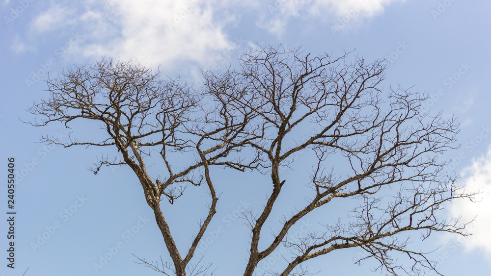 beautiful tree and sky in venezuela beautiful tree and sky in venezuela
