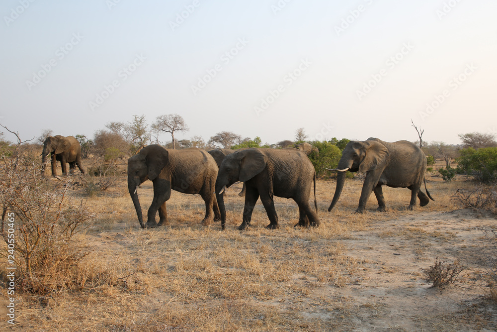 Herd of African bush elephants in Kruger National Park, South Africa Herd of African bush elephants in Kruger National Park, South Africa