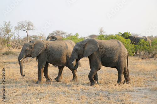 Herd of African bush elephants in Kruger National Park  South Africa