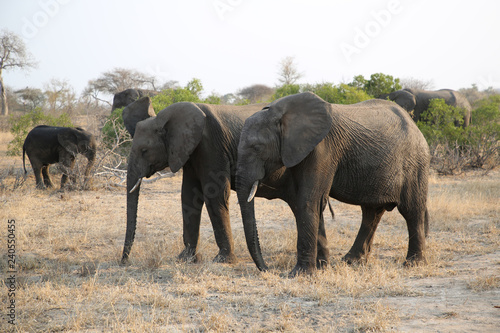 Herd of African bush elephants in Kruger National Park  South Africa