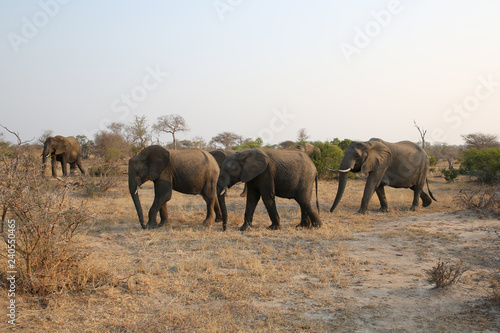 Herd of African bush elephants in Kruger National Park  South Africa