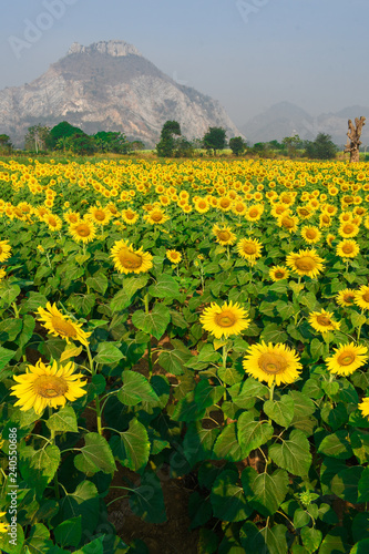 Fototapeta Naklejka Na Ścianę i Meble -  Sunflowers Farm