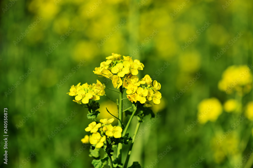 Obraz premium 日出のナノハナ