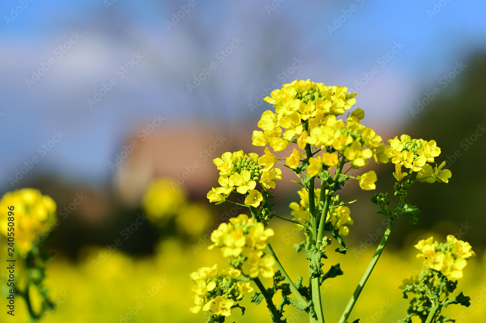 Fototapeta premium 日出のナノハナ