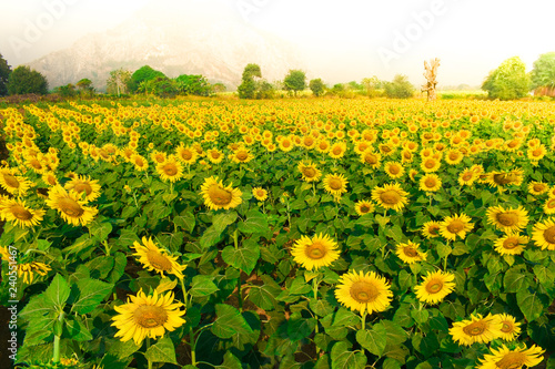 Fototapeta Naklejka Na Ścianę i Meble -  Sunflowers Farm