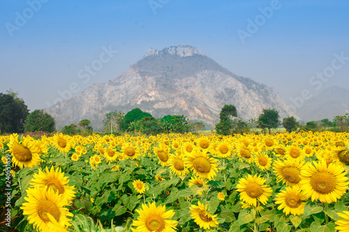 Fototapeta Naklejka Na Ścianę i Meble -  Sunflowers Farm