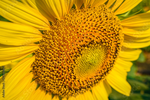 Fototapeta Naklejka Na Ścianę i Meble -  Sunflowers Farm