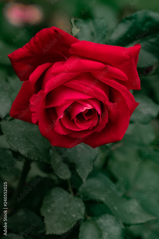 the big red rose is a beautiful the big red rose is a beautiful
