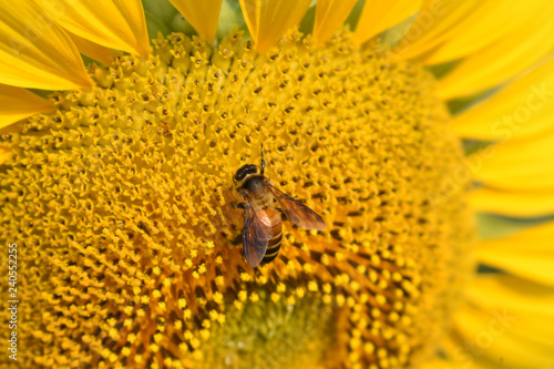Fototapeta Naklejka Na Ścianę i Meble -  Sunflowers Farm