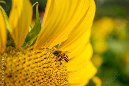 Fototapeta Naklejka Na Ścianę i Meble -  Sunflowers Farm