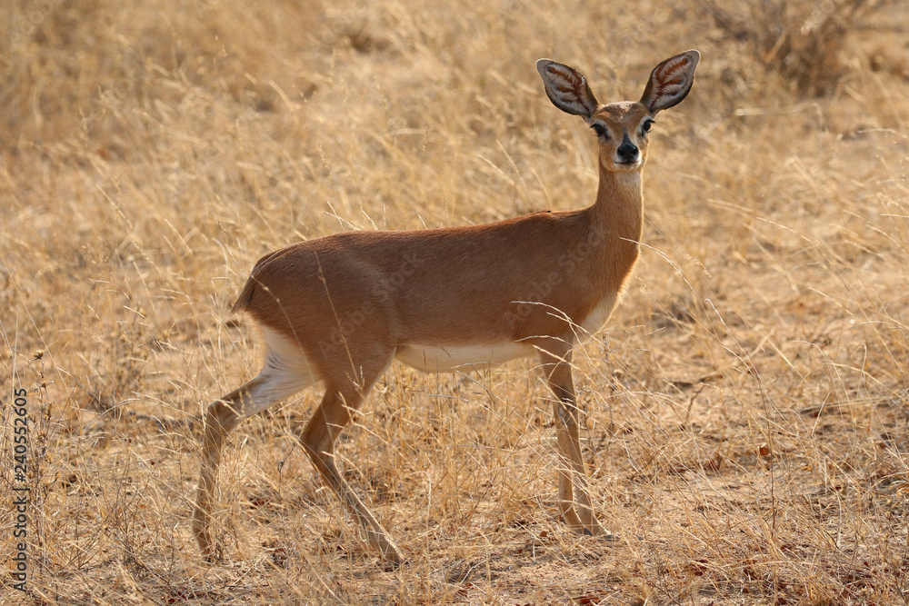 Obraz premium Steenbok antelope in Kruger National Park