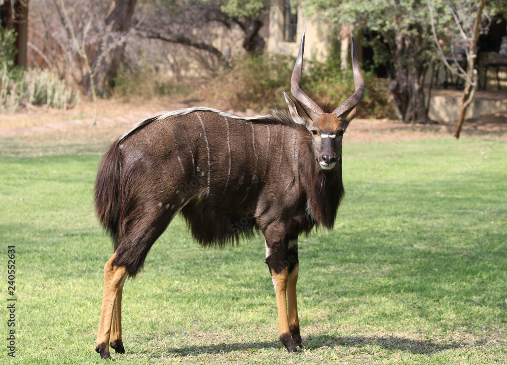 Nyala bull in the Kruger National Park Nyala bull in the Kruger National Park