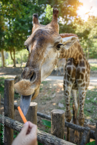 Giraffe eating food from tourists at Chiang Mai Zoo Thailand.