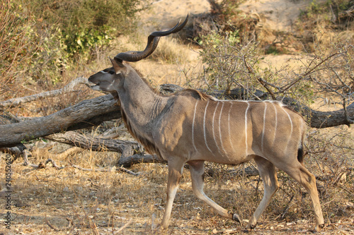 Greater Kudu male in Kruger National Park