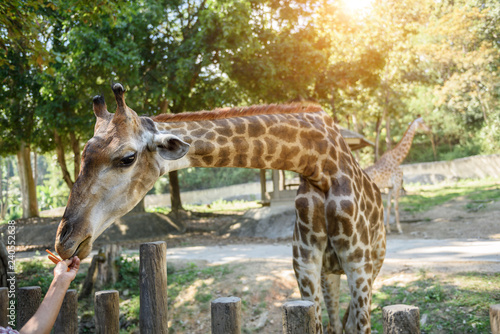 Fototapeta Naklejka Na Ścianę i Meble -  Giraffe eating food from tourists at Chiang Mai Zoo Thailand.