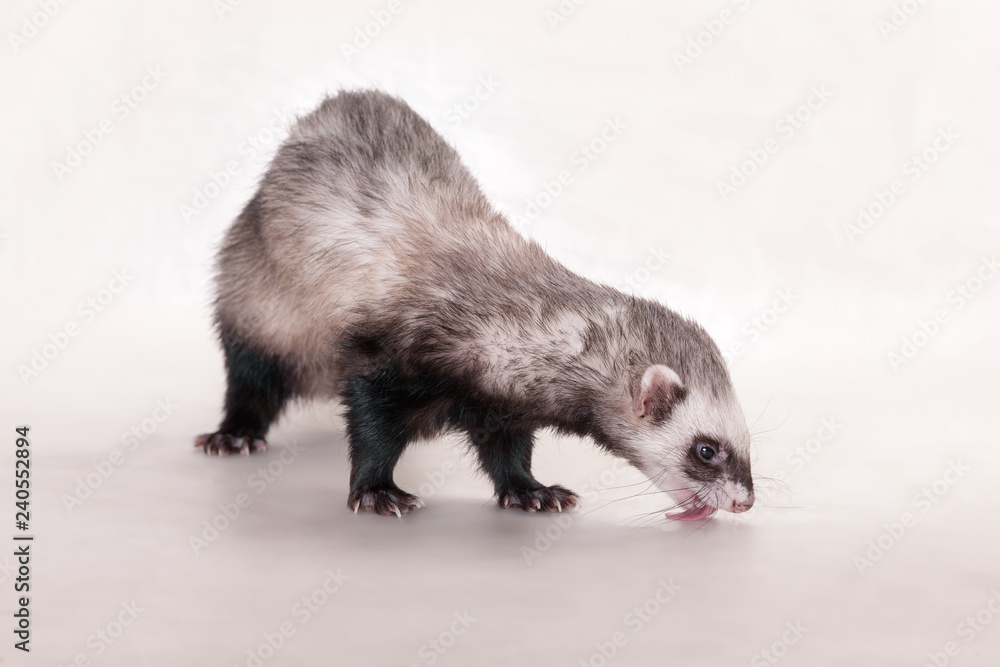 Fototapeta premium ferret on a white background