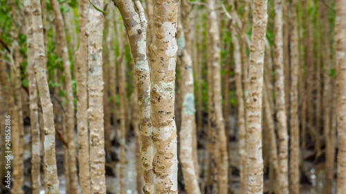 Close up of saplings