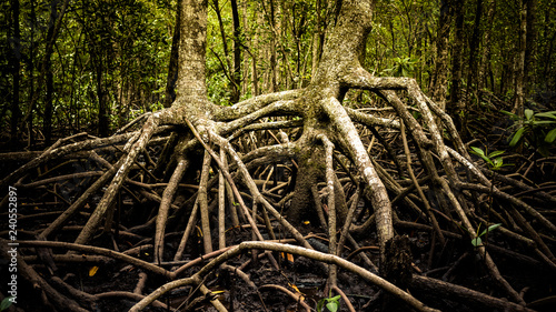 Fotografie Rainforest mangrove roots entwine in an eerie pattern