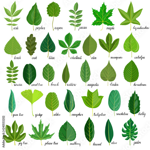 vector set of tree leaves photo