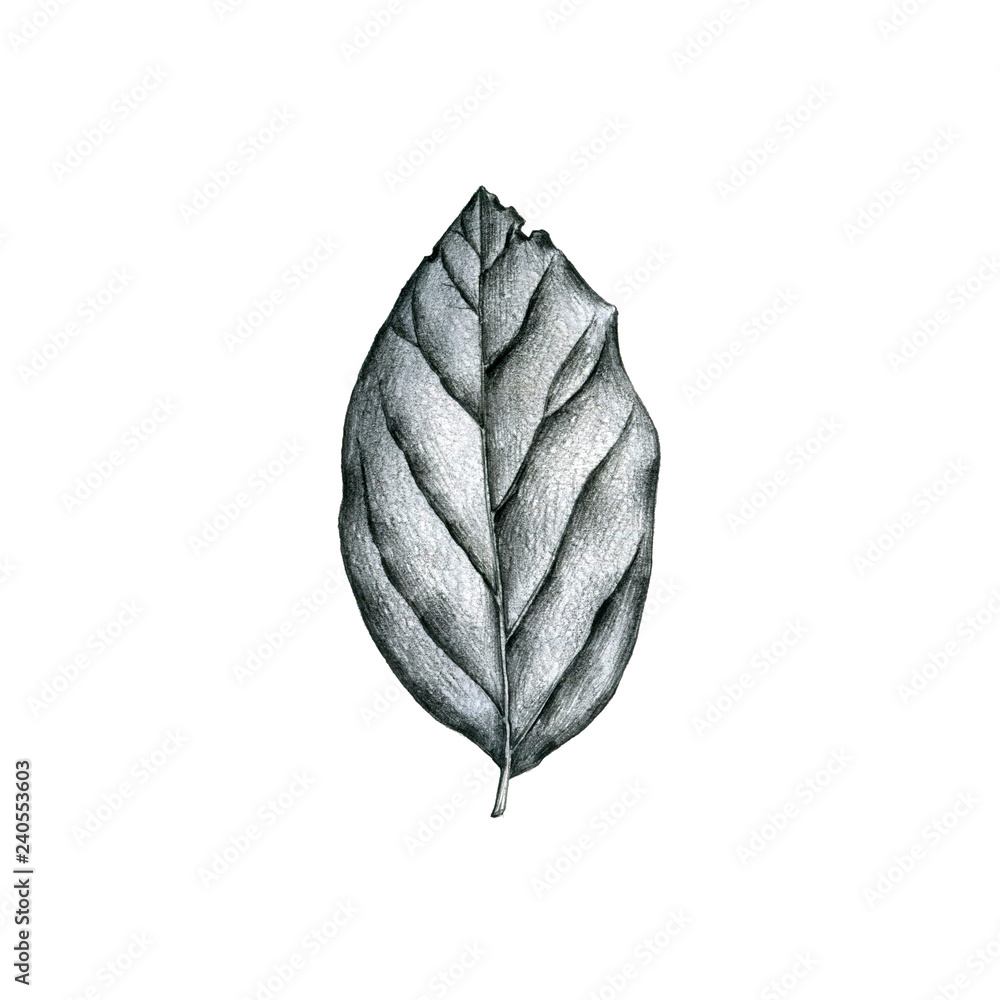 HD wallpaper Plant Leaves Leaf Nature Sketch drawing pencil drawing   Wallpaper Flare