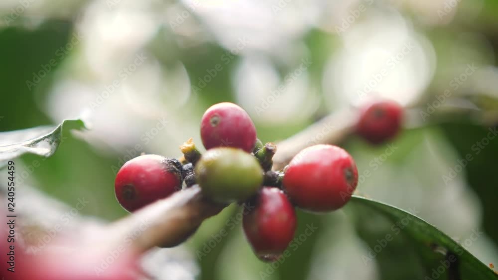 Ripe and Green Coffee Berries at Organic Plantation Farm. Bali, Indonesia. 4K Slowmotion. Ripe and Green Coffee Berries at Organic Plantation Farm. Bali, Indonesia. 4K Slowmotion.