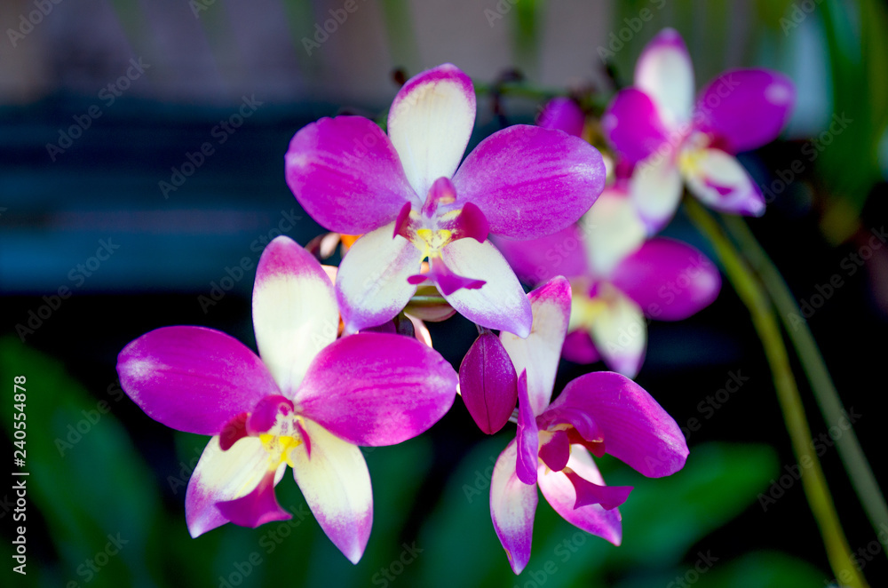 The orchid motley a grade a beautiful flower of in Sri Lanka The orchid motley a grade a beautiful flower of in Sri Lanka