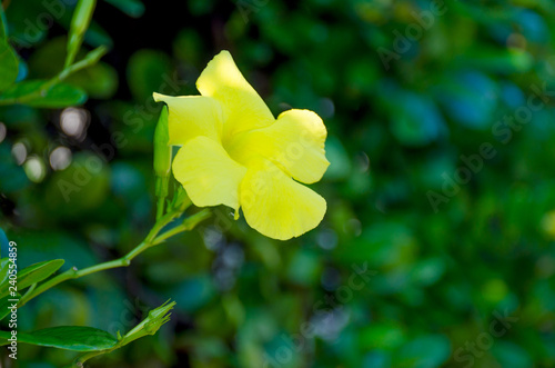 Rukaththana flower or Allamanda Cathartica in Sri Lanka photo
