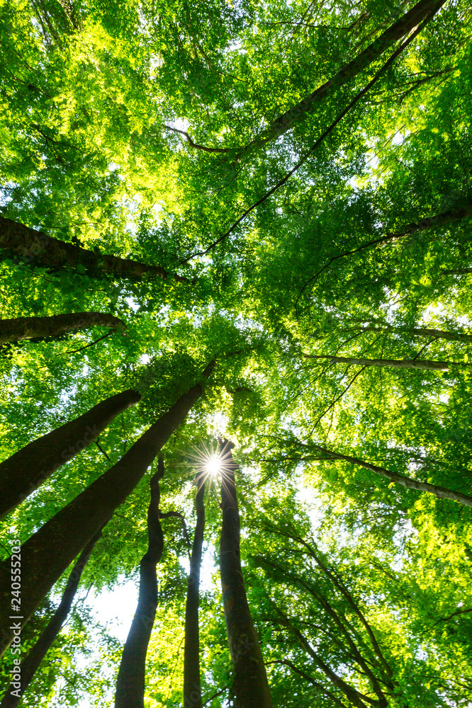 Naklejka premium Piękny las wiosną i bujne zielone liście w jasny słoneczny dzień