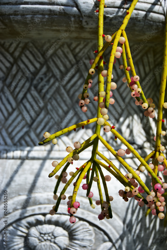 The Asian Closeup Blooming Mistletoe Cactus The Asian Closeup Blooming Mistletoe Cactus