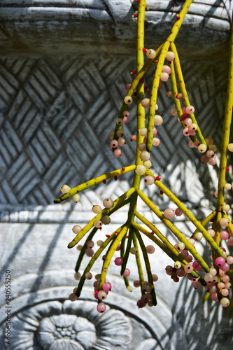 The Asian Closeup Blooming Mistletoe Cactus