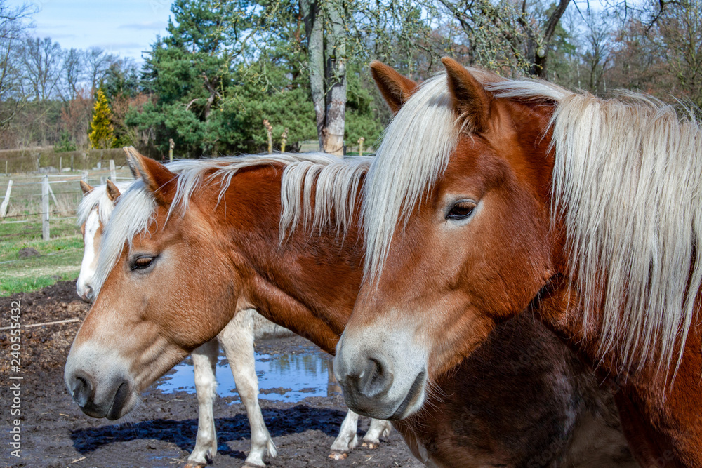 Fototapeta premium Pferdekopf, Haflinger auf einem Paddock
