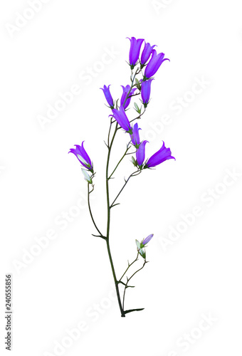 wild flower bluebell isolated on white background