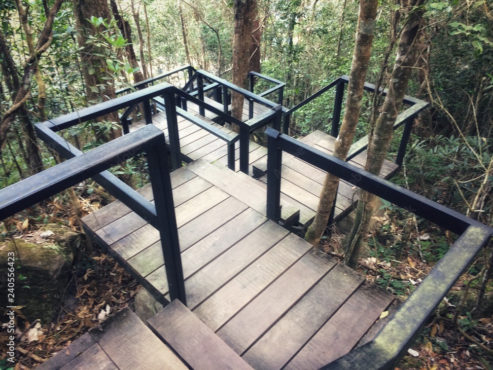 A walk through the beautiful nature forest. A walk through the beautiful nature forest.