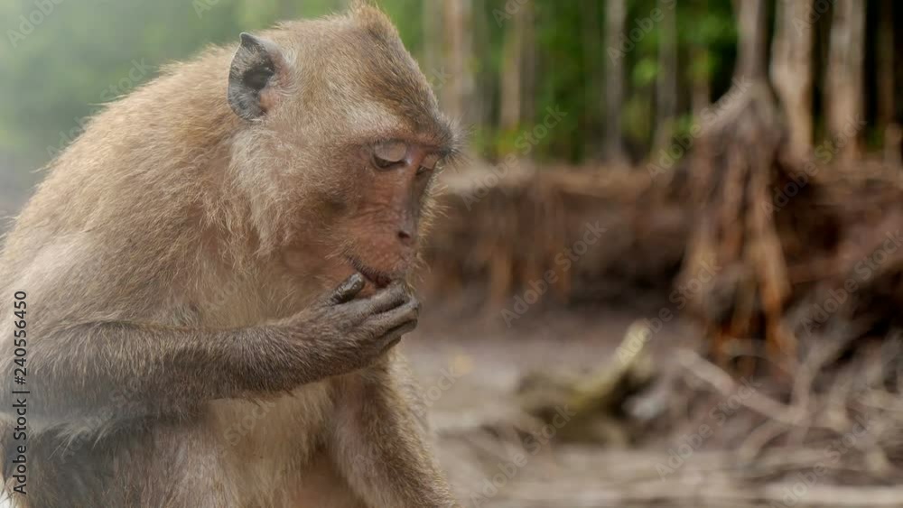 Long-tailed Macaque is monkey live mangrove forest area, Thailand Long-tailed Macaque is monkey live mangrove forest area, Thailand
