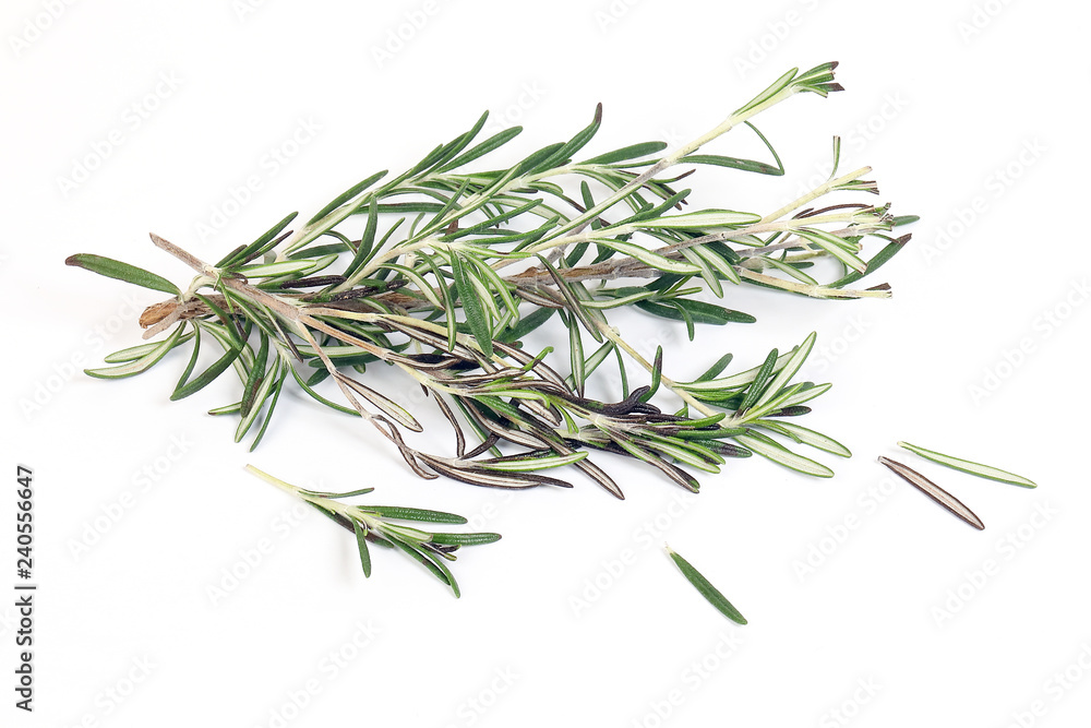 Rosemary Herb green fragrant branch on white background Rosemary Herb green fragrant branch on white background