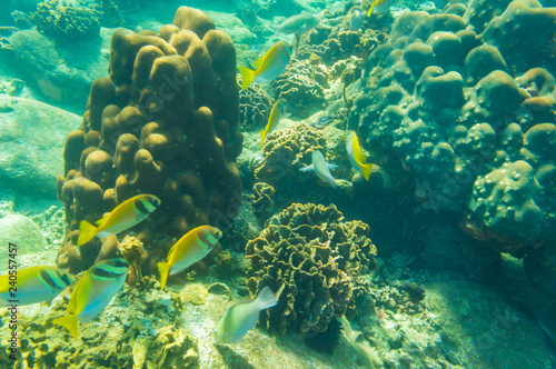 Under water nature of sea life coral reef with fish