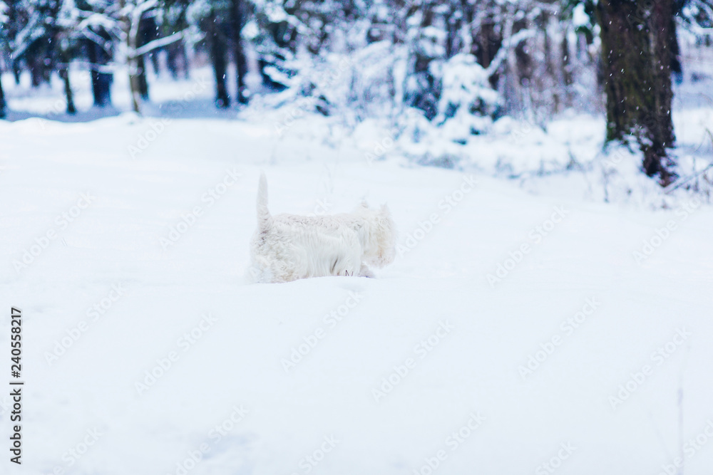white terrier dog walking on snow in winter park white terrier dog walking on snow in winter park