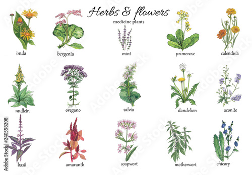 Botanical illustration of medicine wildherbs.