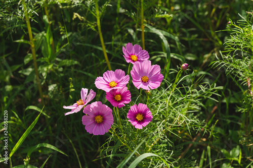 flowers in the garden