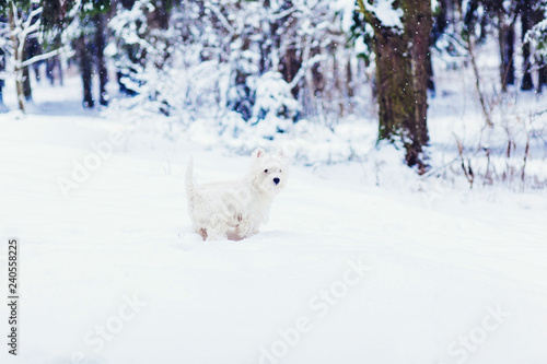 White puppy walking in the snow 