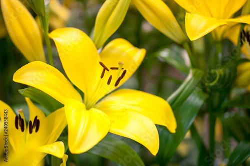 Fototapeta Naklejka Na Ścianę i Meble -  Yellow lily flowers