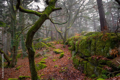 Fotografie Mystischer Wald am Mont Saint Odile in den Vogesen