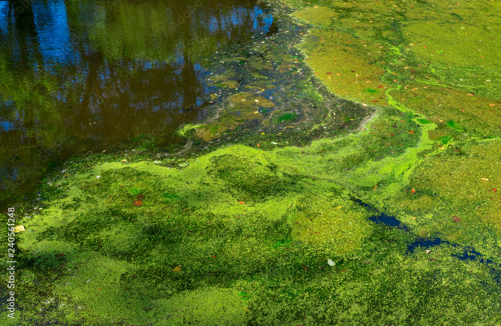 Pond in a meadow with duckweed