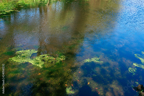 Fototapeta Naklejka Na Ścianę i Meble -  Pond in a meadow with duckweed