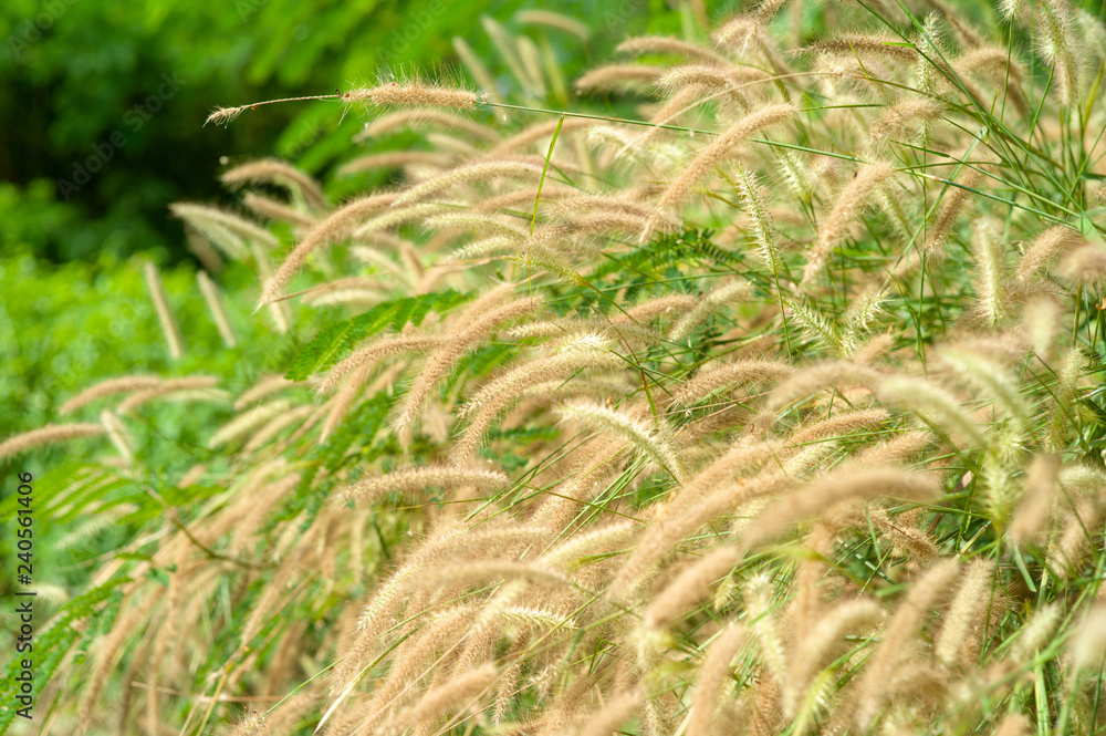 Selective focus of grass flowers with blurred field background in the sunny day Selective focus of grass flowers with blurred field background in the sunny day