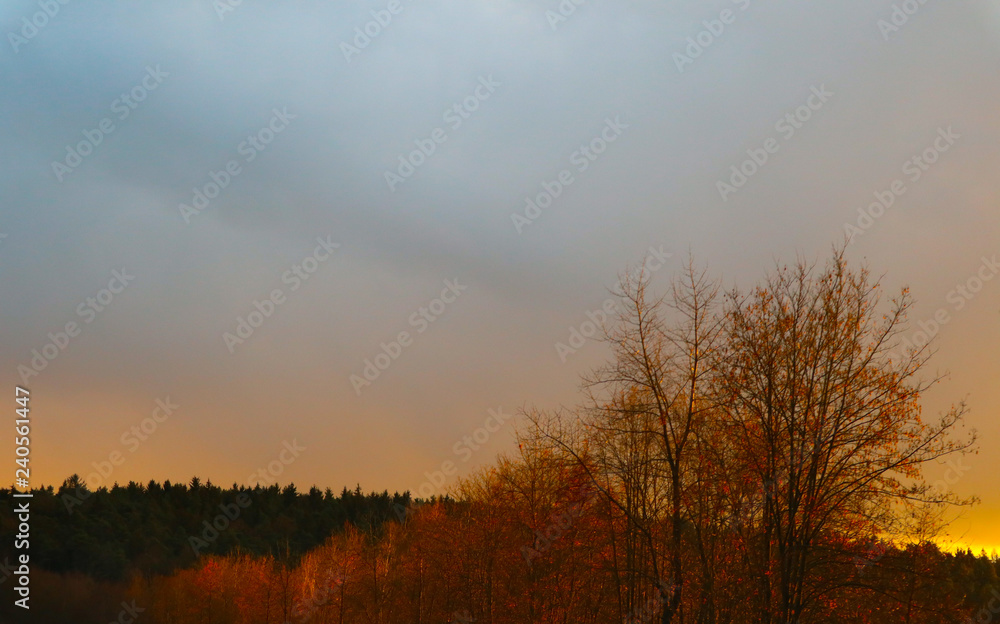 Fototapeta premium Goldgelbe Morgenstimmung