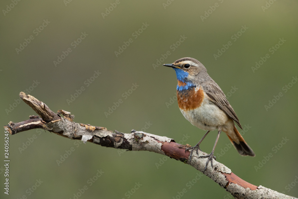 bluethroat sitting on a branch bluethroat sitting on a branch
